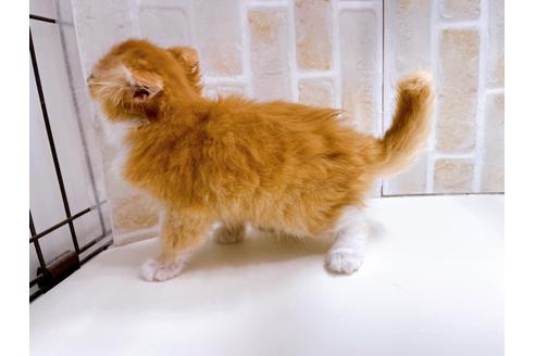 成約済の東京都のスコティッシュフォールド-23005の24枚目