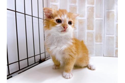 成約済の東京都のスコティッシュフォールド-23005の22枚目