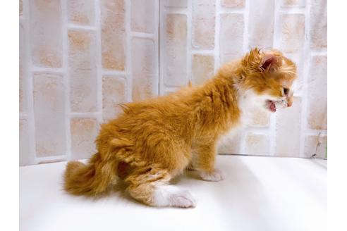 成約済の東京都のスコティッシュフォールド-23005の21枚目