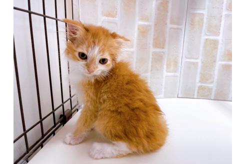 成約済の東京都のスコティッシュフォールド-23005の18枚目