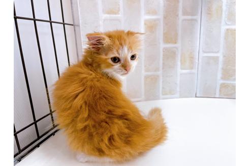 成約済の東京都のスコティッシュフォールド-23005の16枚目