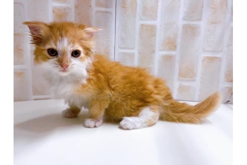 成約済の東京都のスコティッシュフォールド-23005の13枚目