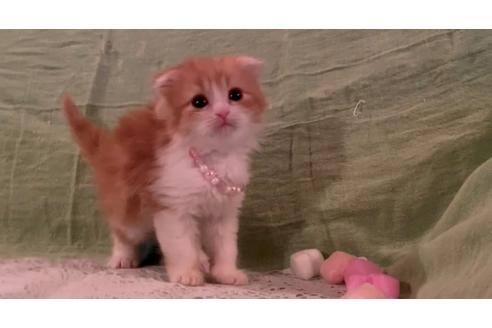 成約済の埼玉県のスコティッシュフォールド-22849の1枚目