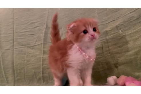 成約済の埼玉県のスコティッシュフォールド-22849の4枚目