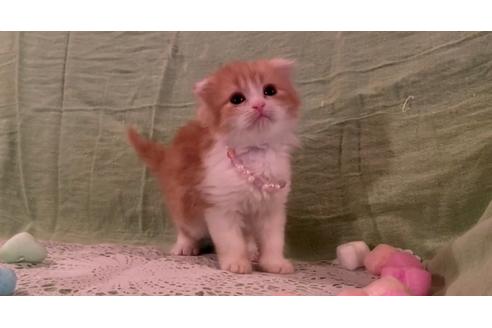 成約済の埼玉県のスコティッシュフォールド-22849の3枚目