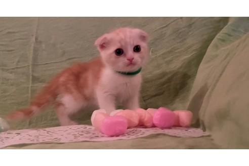 成約済の埼玉県のスコティッシュフォールド-22855の4枚目