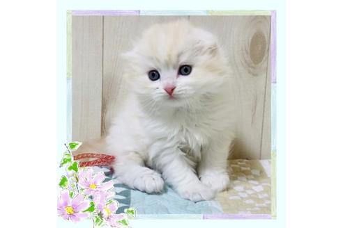 成約済の大阪府のスコティッシュフォールド-22882