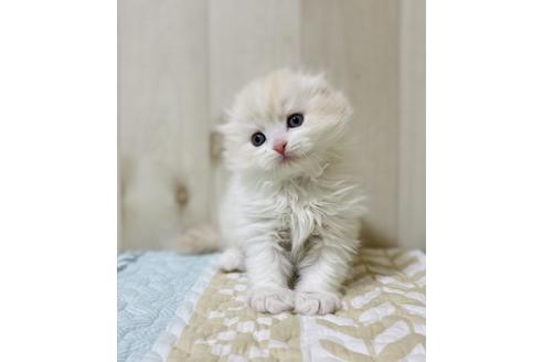 成約済の大阪府のスコティッシュフォールド-22882の2枚目