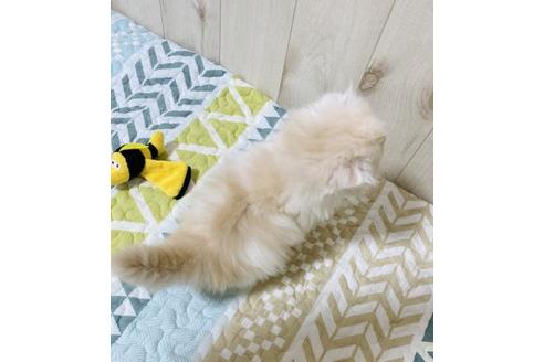 成約済の大阪府のスコティッシュフォールド-22882の5枚目