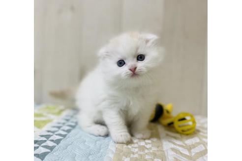 成約済の大阪府のスコティッシュフォールド-22884の2枚目