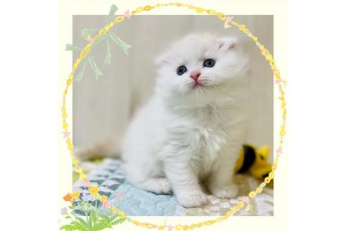 成約済の大阪府のスコティッシュフォールド-22884