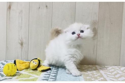 成約済の大阪府のスコティッシュフォールド-22884の3枚目