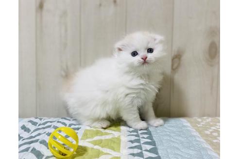 成約済の大阪府のスコティッシュフォールド-22884の4枚目