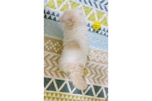 成約済の大阪府のスコティッシュフォールド-22884の5枚目