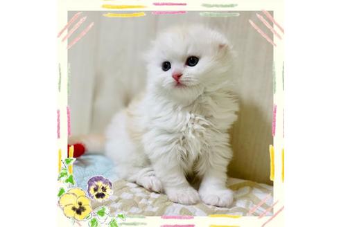 成約済の大阪府のスコティッシュフォールド-22885の1枚目