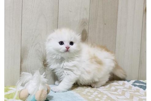 成約済の大阪府のスコティッシュフォールド-22885の3枚目