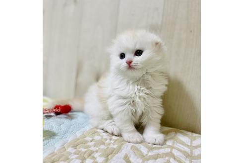 成約済の大阪府のスコティッシュフォールド-22885の4枚目