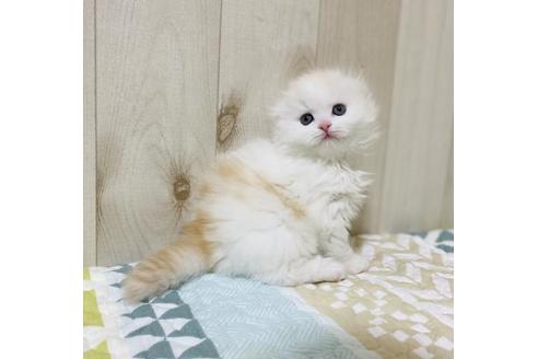 成約済の大阪府のスコティッシュフォールド-22885の5枚目