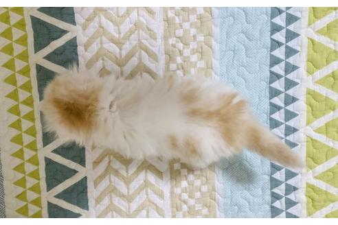 成約済の大阪府のスコティッシュフォールド-22885の2枚目