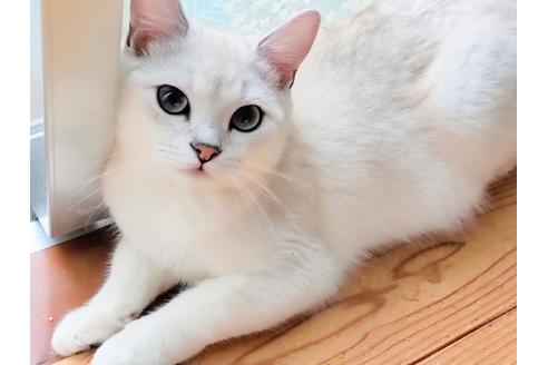 成約済の東京都のその他の猫種-22891