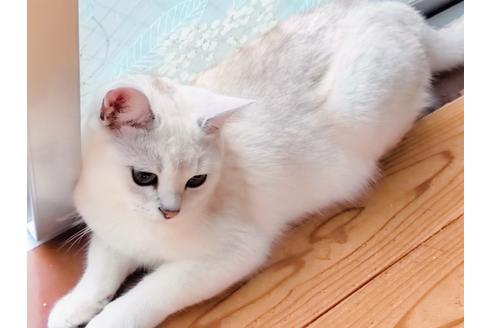 成約済の東京都のその他の猫種-22891の7枚目