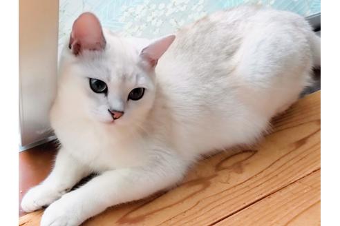 成約済の東京都のその他の猫種-22891の2枚目