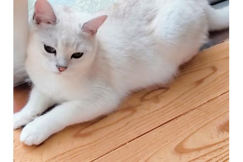 成約済の東京都のその他の猫種-22891の4枚目