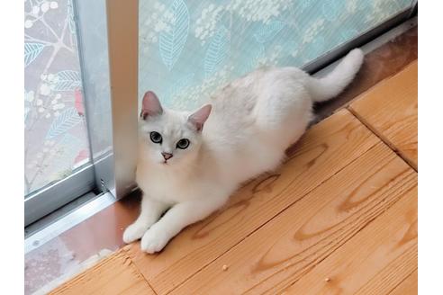 成約済の東京都のその他の猫種-22891の5枚目