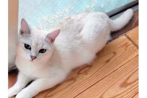 成約済の東京都のその他の猫種-22891の6枚目