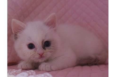 成約済の静岡県のラグドール-22903の1枚目