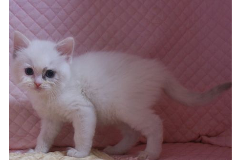 成約済の静岡県のラグドール-22903の3枚目