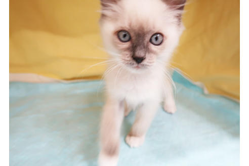 成約済の東京都のラグドール-22915