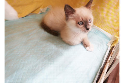 成約済の東京都のラグドール-22915の2枚目