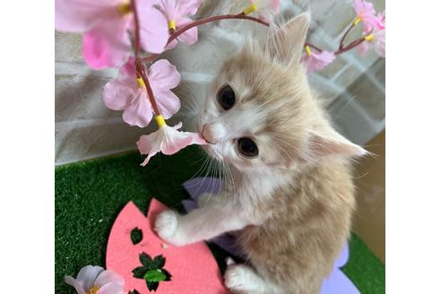 成約済の埼玉県のスコティッシュフォールド-21426の15枚目