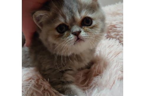 成約済の愛知県のエキゾチックショートヘア-22984の2枚目