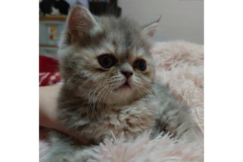 成約済の愛知県のエキゾチックショートヘア-22984の3枚目