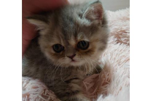 成約済の愛知県のエキゾチックショートヘア-22984の4枚目