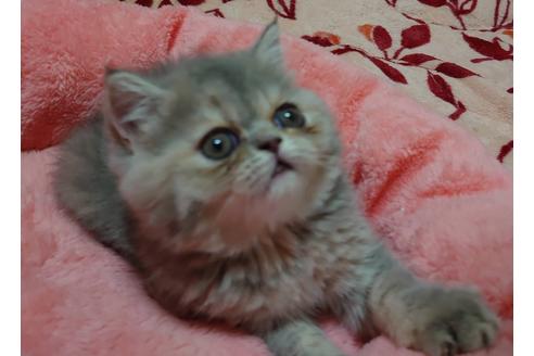 成約済の愛知県のエキゾチックショートヘア-22984の5枚目