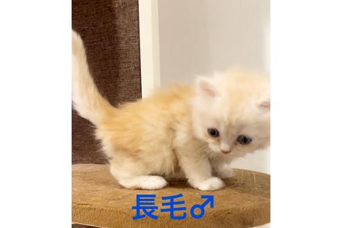 成約済の千葉県のミヌエット-22955の6枚目