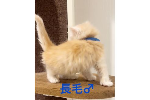 成約済の千葉県のミヌエット-22955の4枚目