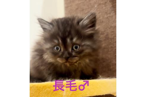 成約済の千葉県のミヌエット-22954の5枚目