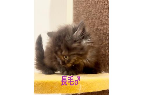 成約済の千葉県のミヌエット-22954の6枚目