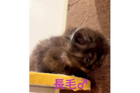 成約済の千葉県のミヌエット-22954の3枚目