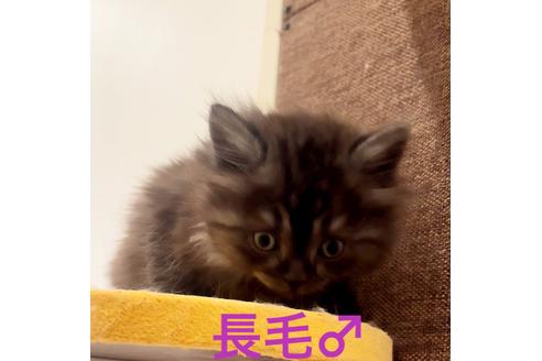 成約済の千葉県のミヌエット-22954の4枚目
