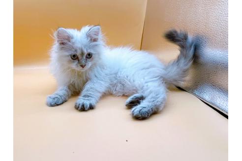 成約済の東京都のサイベリアン-23049の19枚目