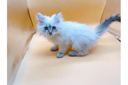 成約済の東京都のサイベリアン-23049の20枚目