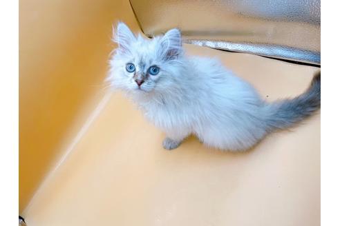 成約済の東京都のサイベリアン-23049の18枚目