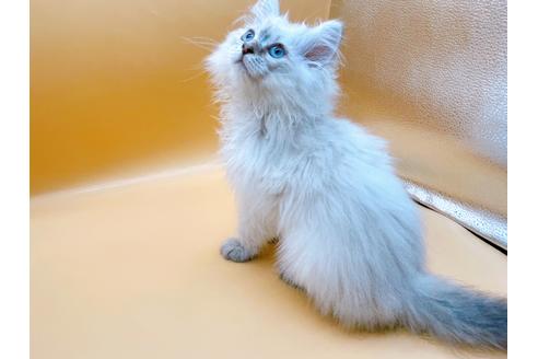 成約済の東京都のサイベリアン-23049の17枚目