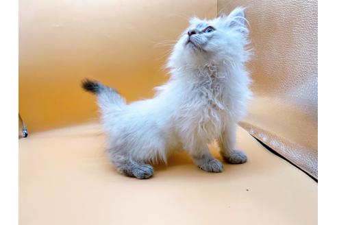 成約済の東京都のサイベリアン-23049の16枚目