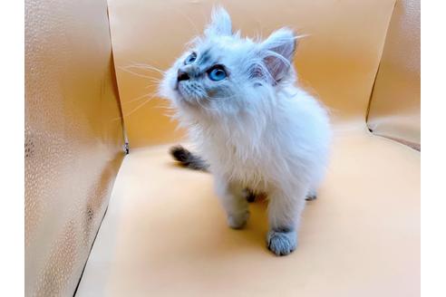 成約済の東京都のサイベリアン-23049の15枚目